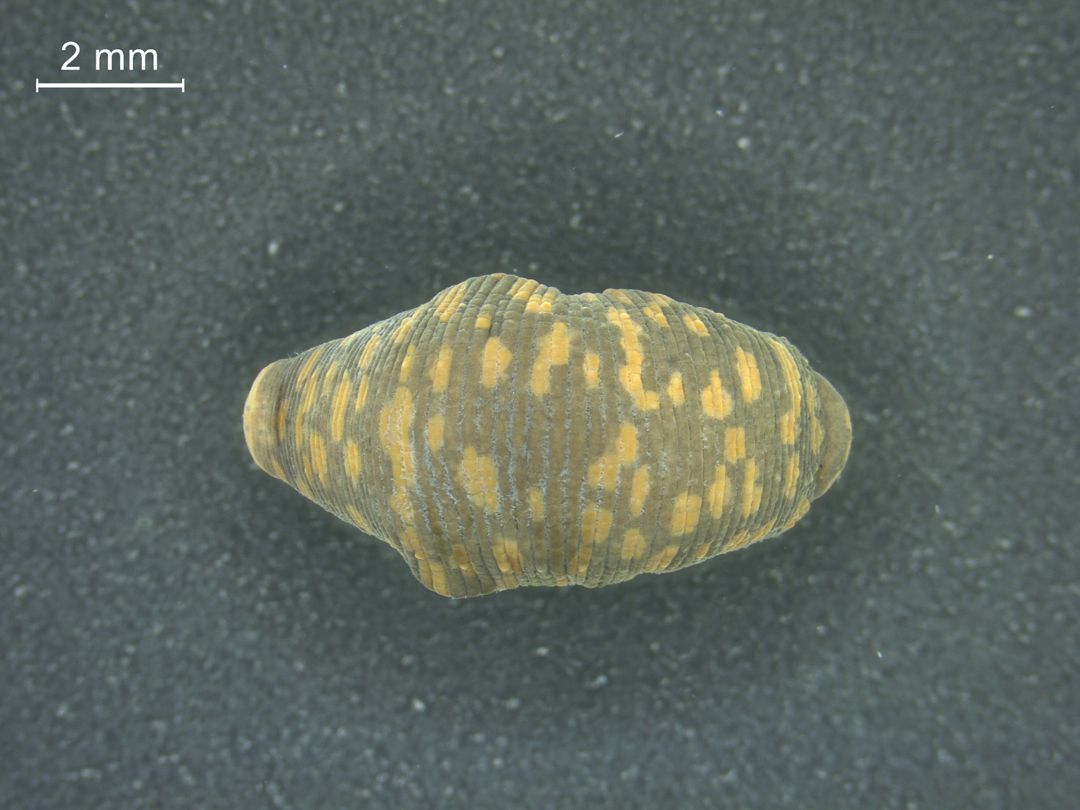 Theromyzon maculosum